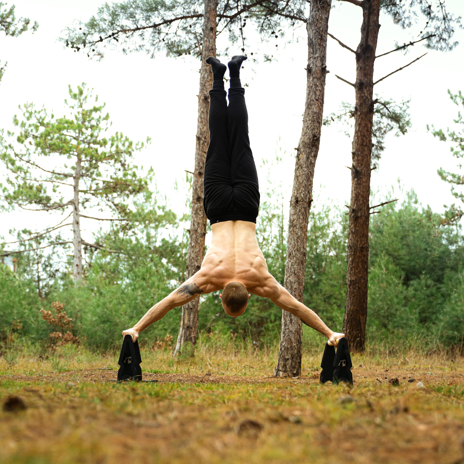 BIG BEAR PARALLETTES